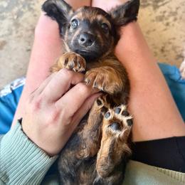 Teddy - Brindle male Dachshund puppy in West Cleo, Oklahoma from 4L Doxies