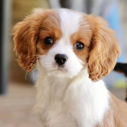Ritz - Blenheim male Cavalier King Charles Spaniel puppy in Boardman, Ohio from Taliaferro Kennel