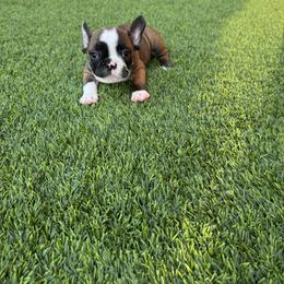 French Bulldog Puppies from Mosaic French Bulldogs
