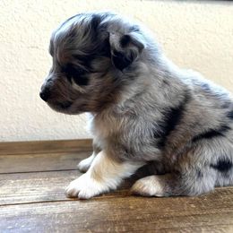 Male 7 - Blue merle male Australian Shepherd puppy in Tillamook, Oregon from Royal Australian Shepherds
