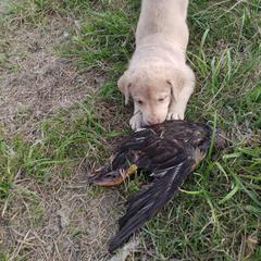 Chesapeake Bay Retriever Puppies from GemiLamb Gun Dogs