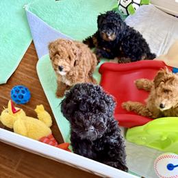 Poodle Puppies from Wanda Burton