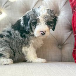 Turkey💙 - Blue merle male Aussiedoodle puppy in Granbury, Texas from Triple Cross Doodles
