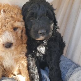Bernedoodle Puppies from Beach Bernedoodles