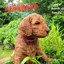 Laura - Red  female Goldendoodle puppy in Greer, South Carolina from South Paw Doodles