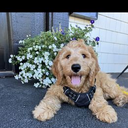 Goldendoodle Puppies from Ankeny Doodles