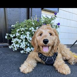 Goldendoodle Puppies from Ankeny Doodles
