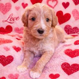 Clemson - Apricot male Aussiedoodle puppy in High Point, North Carolina from Kingsfield Doodles