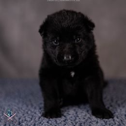 Apollo - Black German Shepherd puppy in Chestnut, Illinois from Kriegerseele