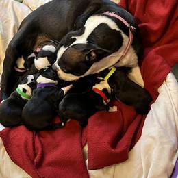 Female - Boston Terrier puppy in Pickens, South Carolina from Parker Rosa Boston Terrier’s