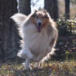 Collies from Sterling Steele Collies