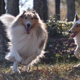 Collies from Sterling Steele Collies