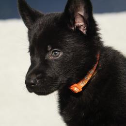 Cooper - Black male German Shepherd puppy in Muldrow, Oklahoma from Reizarf Kennels