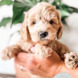 Tarin - Apricot male Goldendoodle puppy in Jacksonville, Florida from First Coast Goldendoodles