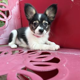 Peony (Pink) - White black and tan female Papillon puppy in Chattanooga, Oklahoma from Lottie Dottie Scottie’s and Papillons