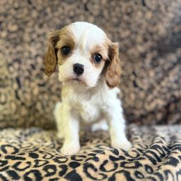 Sasha - Blenheim female Cavalier King Charles Spaniel puppy in Lula, Georgia from Cavaliers by Crumley