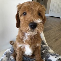 Luna - Apricot female Goldendoodle puppy in Gilbert, Arizona from DogHouse Doodles