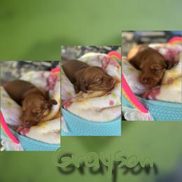 Grayson - Red male Dachshund puppy in Brazil, Indiana from King Duke Dachshunds