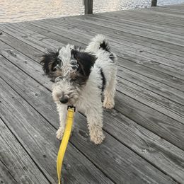 "I love to play tug of war with my dad Barny. " Wire Fox Terrier Puppies from Family Pets