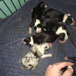 Australian Shepherd and Great Dane Puppies from AEW Farm
