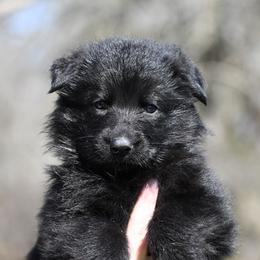 Bella - Black female German Shepherd puppy in Azle, Texas from Nuckols-Alsup Canines German Shepherds
