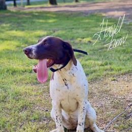 Indy - German Shorthaired Pointer