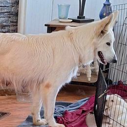 Deja - German Shepherd