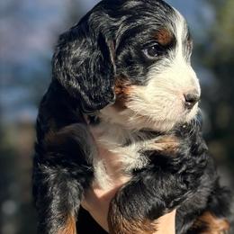 Jane - Tri-color female Bernedoodle puppy in Polson, Montana from Mountain Dreamin' Bernedoodles