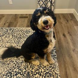 Bernedoodle puppies from Draper Mountain Doodles