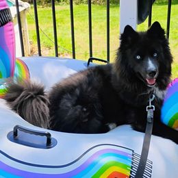Onyx - Siberian Husky