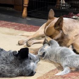 Australian Cattle Dog Puppies from Adcock Ranch Cattle Dogs