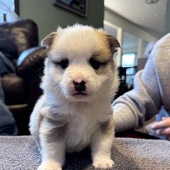 Adios - male Icelandic Sheepdog puppy in Roseville, Ohio from Caradoc Kennel
