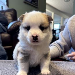 Adios - male Icelandic Sheepdog puppy in Roseville, Ohio from Caradoc Kennel