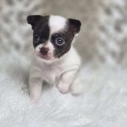 Mochi - Chocolate and white male Chihuahua puppy in Plainfield, Indiana from Abby's Pampered Pooches