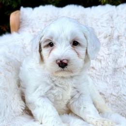 Yellow - Chalk male Australian Labradoodle puppy in Auburn, Washington from West Valley Labradoodles