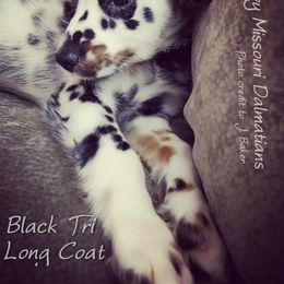Dalmatian Puppies from Missouri Dalmatians