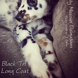 Dalmatian Puppies from Missouri Dalmatians