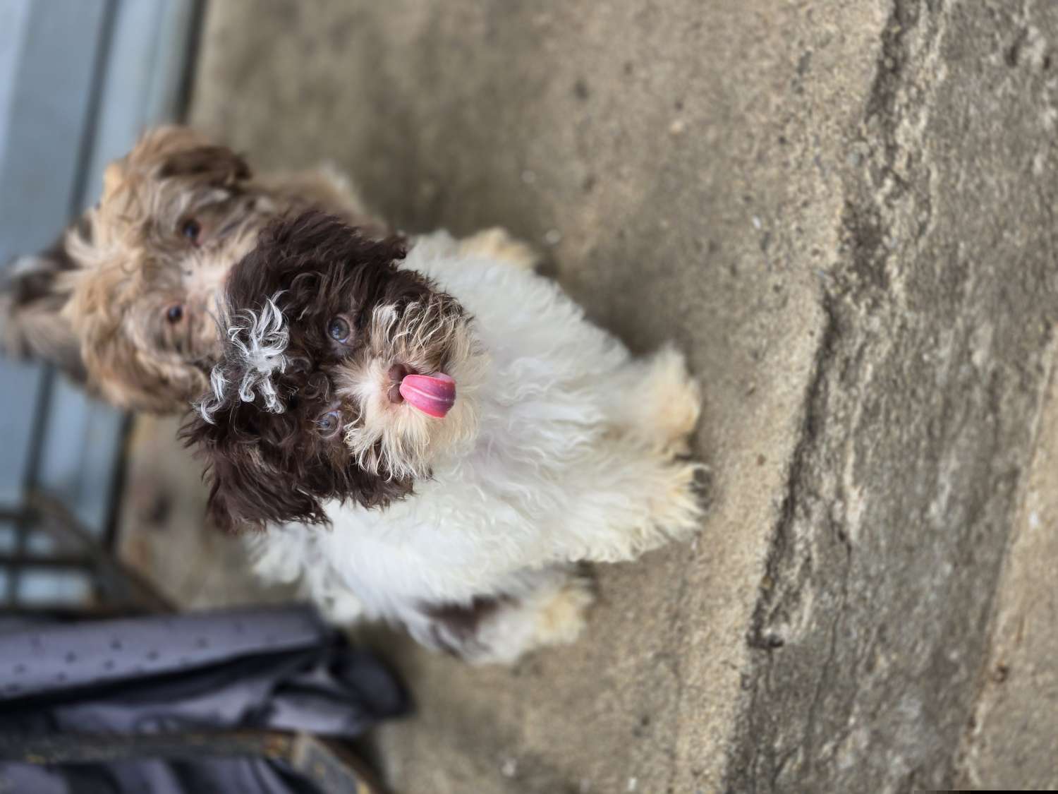 Rita - Havanese puppy from Havanese Puppies Columbus