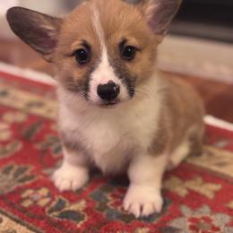 Little boy - Sable male Pembroke Welsh Corgi puppy in Grantsville Md, Maryland from Standing Oaks Kennel