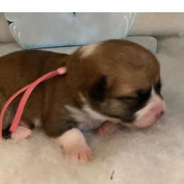 Pixie Girl 6 Pink - Sable female Pembroke Welsh Corgi puppy in Shelley, Idaho from Whistling Wind Corgi’s