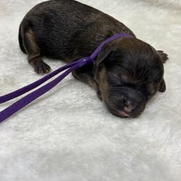 Chihuahua, Goldendoodle, and Shihpoo Puppies from That’s My Puppy