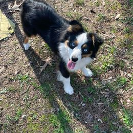Milo - Toy Australian Shepherd