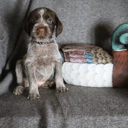 Black - Brown and gray male Wirehaired Pointing Griffon puppy in Afton, Wisconsin from Daehler's Wirehaired Pointing Griffons