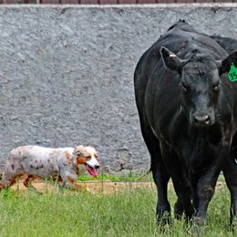 Australian Shepherd All Grown Up from BWild Australian Shepherds