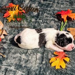 Green- Maple - female Cavapoochon puppy in Kountze, Texas from CaviCajun Kennels