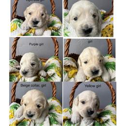 6th pick girl - Light golden female Golden Retriever puppy in Petaluma, California from Contango Goldens