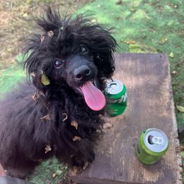 Poodles from Pinky Toypoodle Jackson