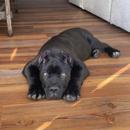 Cane Corso Puppies from JSM Corsos
