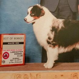 Danny - Miniature American Shepherd