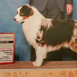 Danny - Miniature American Shepherd